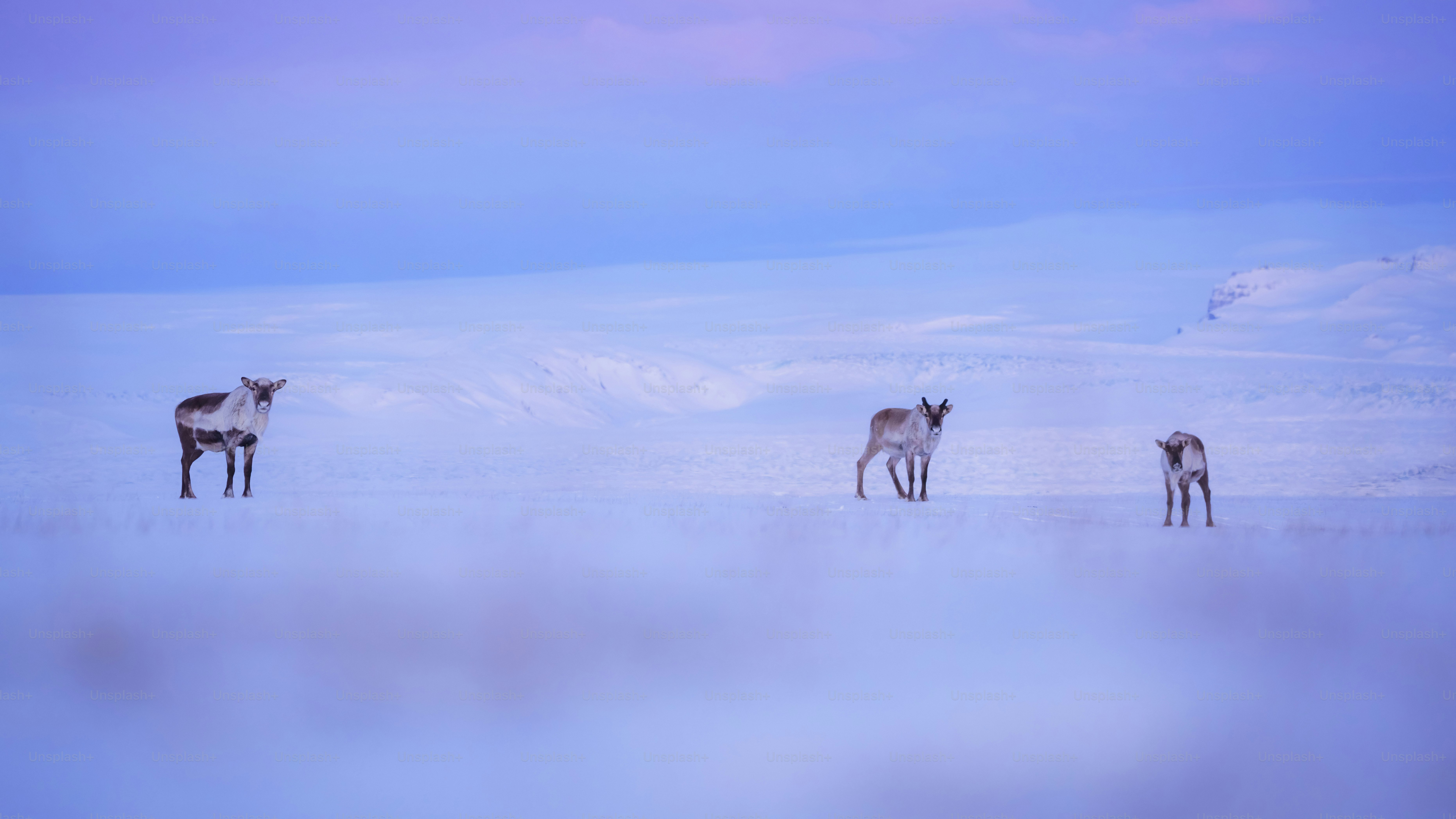 a herd of deer standing on top of a snow covered field