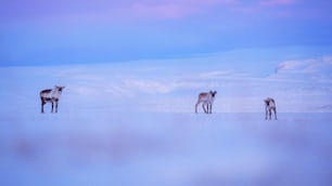 Una manada de ciervos de pie en la cima de un campo cubierto de nieve