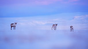 a herd of deer standing on top of a snow covered field