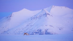 a horse standing in the snow in front of a mountain