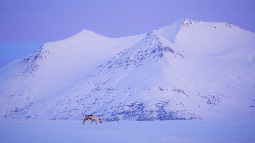 a horse standing in the snow in front of a mountain