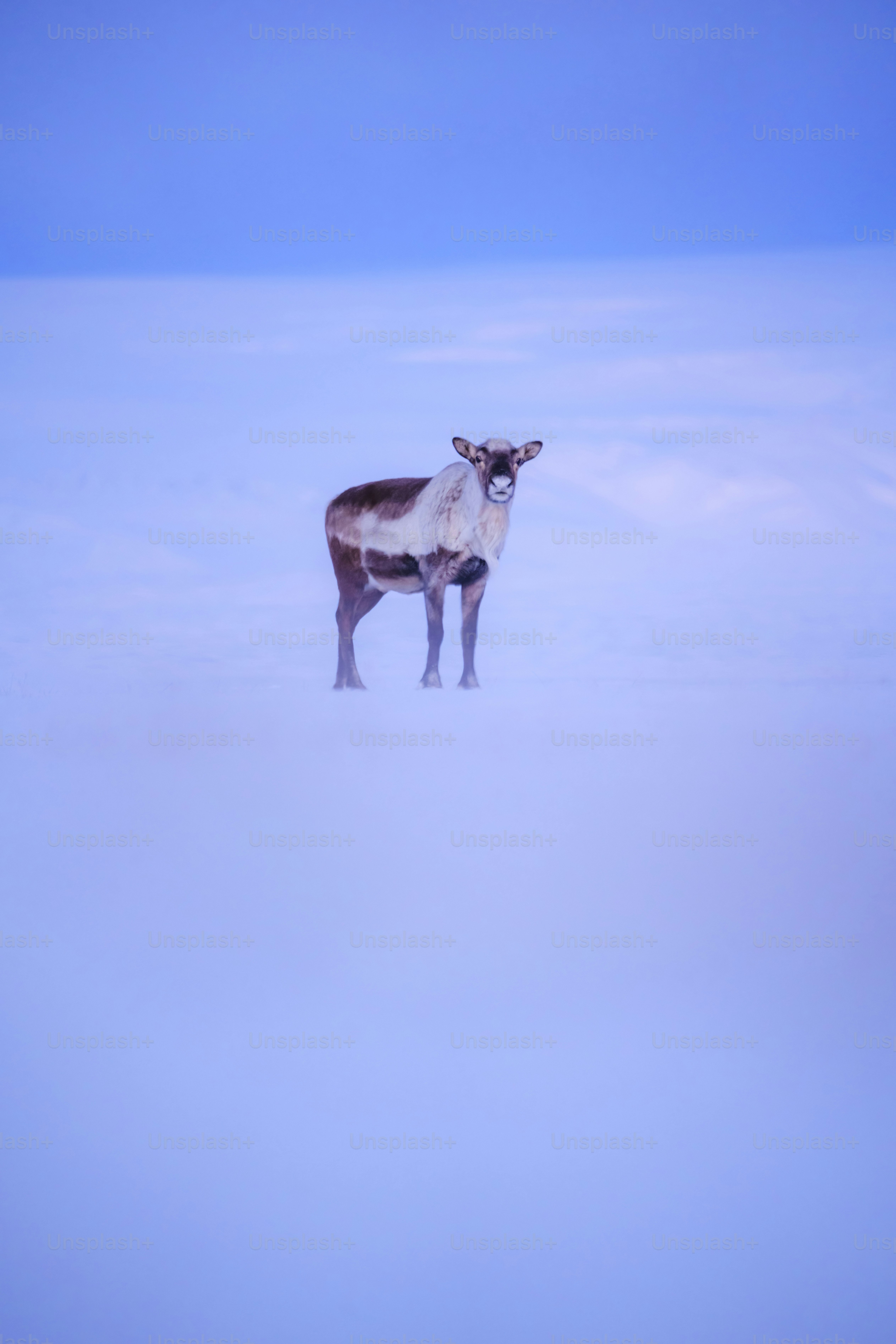 A brown and white cow standing in the middle of a field photo – Animal ...