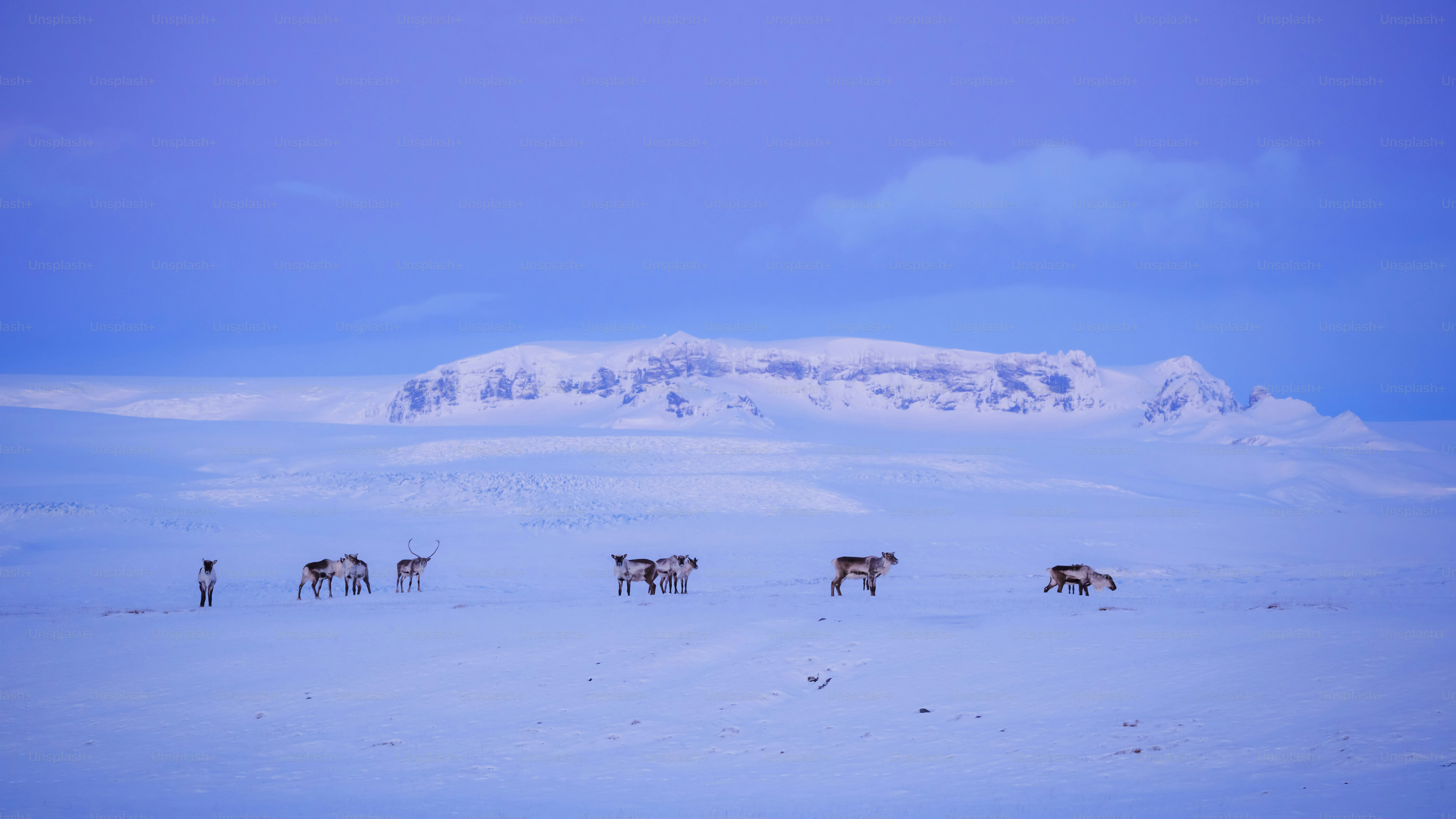eine Herde Tiere, die auf einem schneebedeckten Feld steht