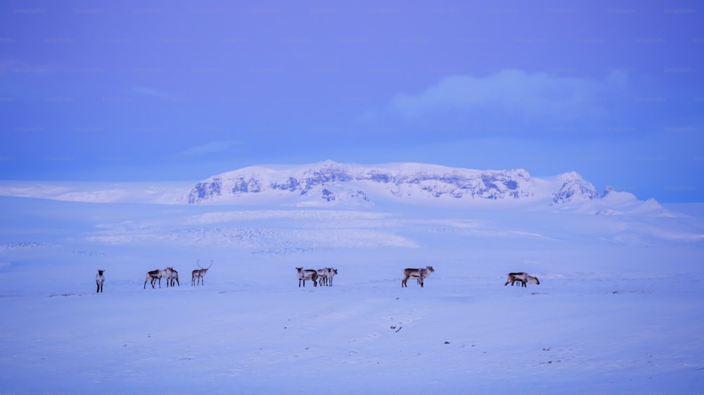 a herd of animals standing on top of a snow covered field