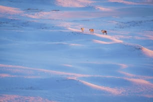 Un grupo de caballos parados en la cima de un campo cubierto de nieve
