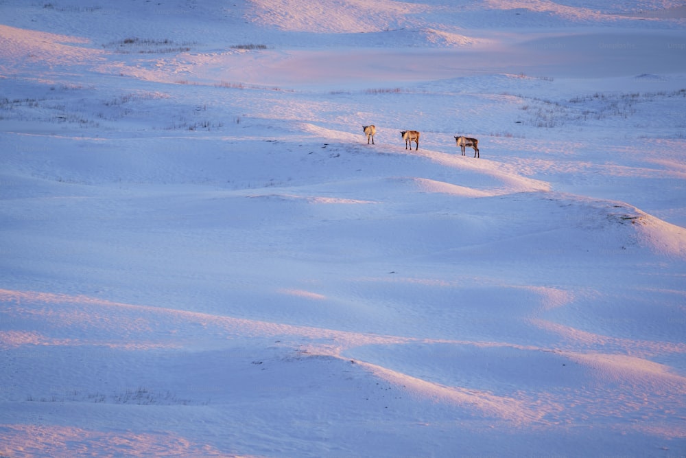 um grupo de cavalos em pé em cima de um campo coberto de neve