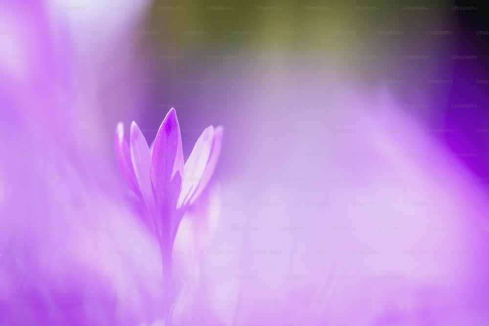 a close up of a pink flower with blurry background