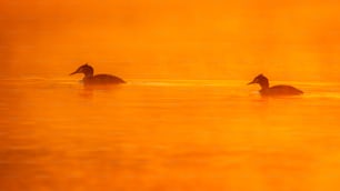 a couple of ducks floating on top of a lake