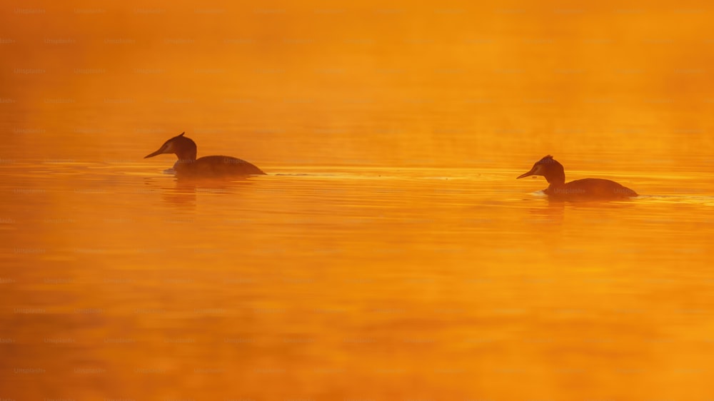 Ein paar Enten schwimmen auf einem See