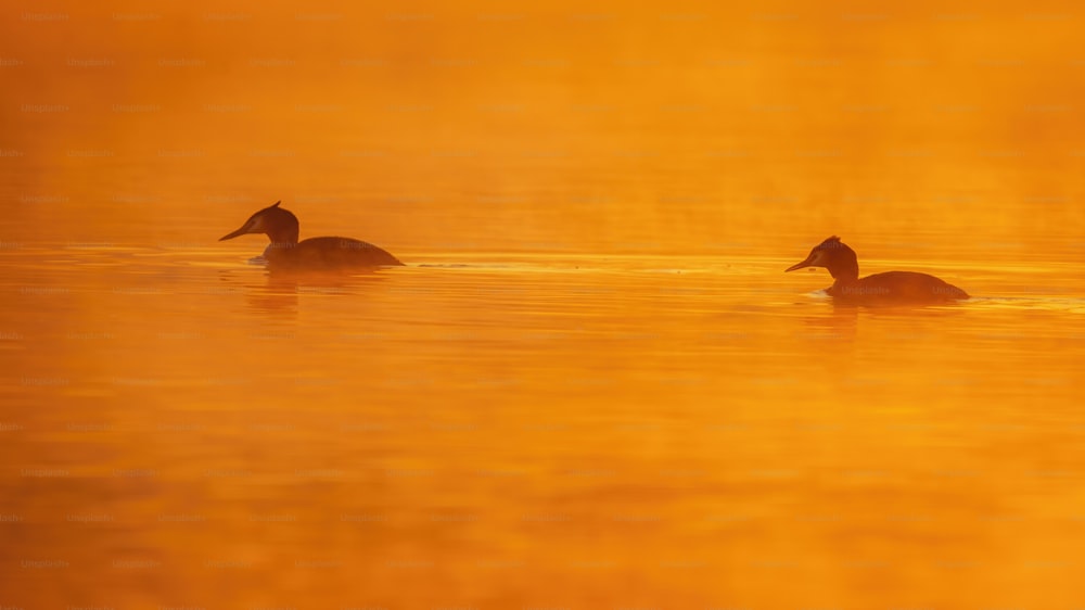 um par de patos flutuando no topo de um lago