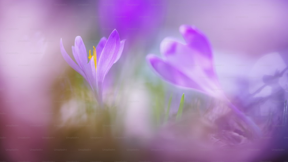 Une photo floue de quelques fleurs violettes