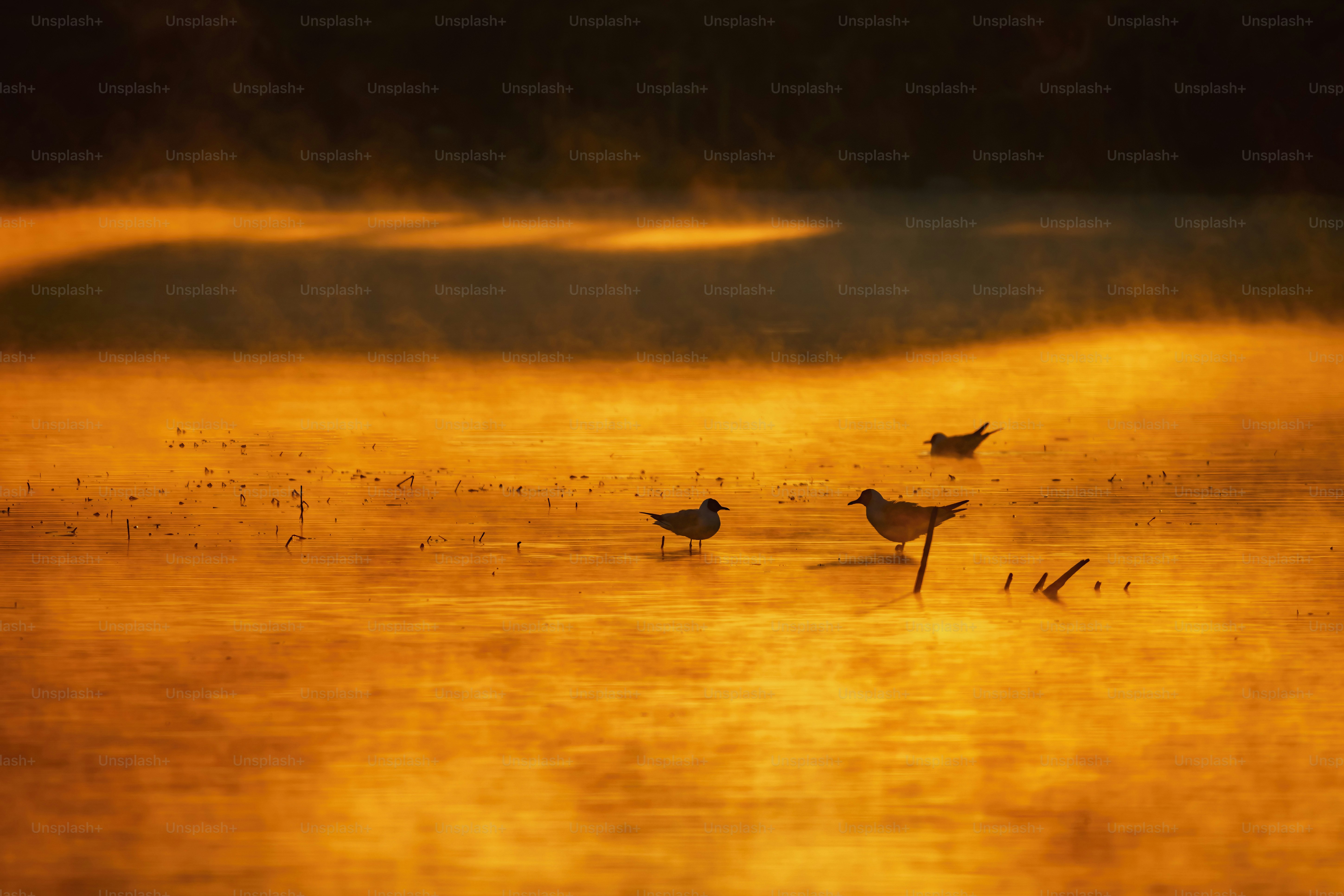 a couple of birds that are standing in the water