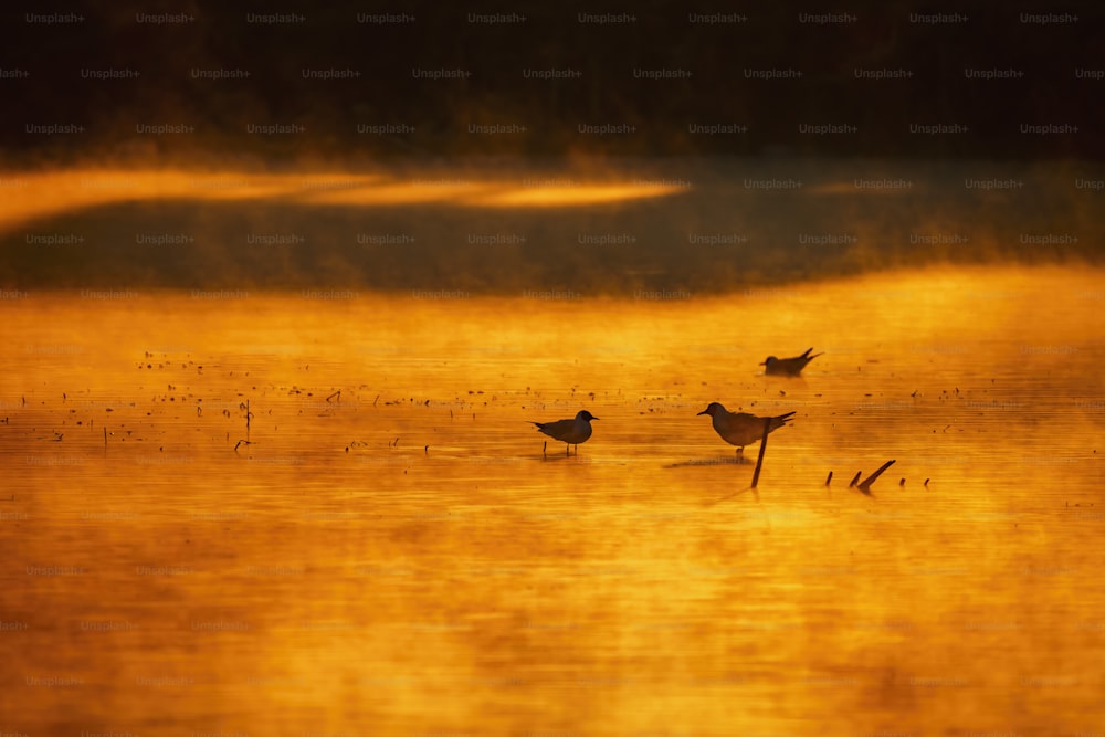 a couple of birds that are standing in the water