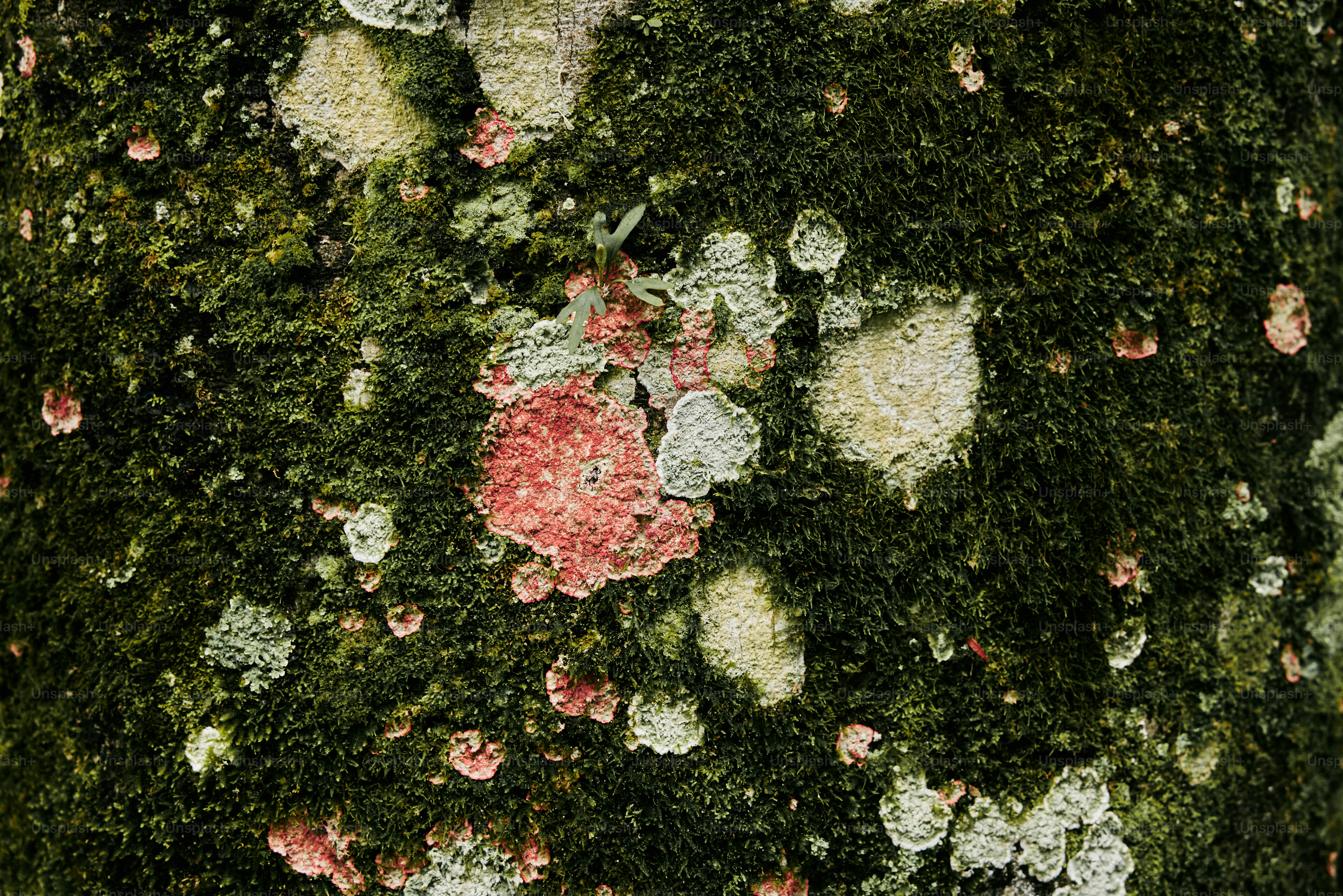 a close up of a moss covered tree trunk