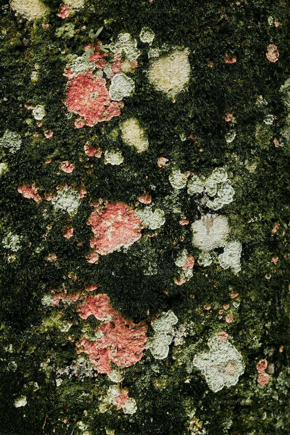 a close up of a mossy surface with pink and white flowers