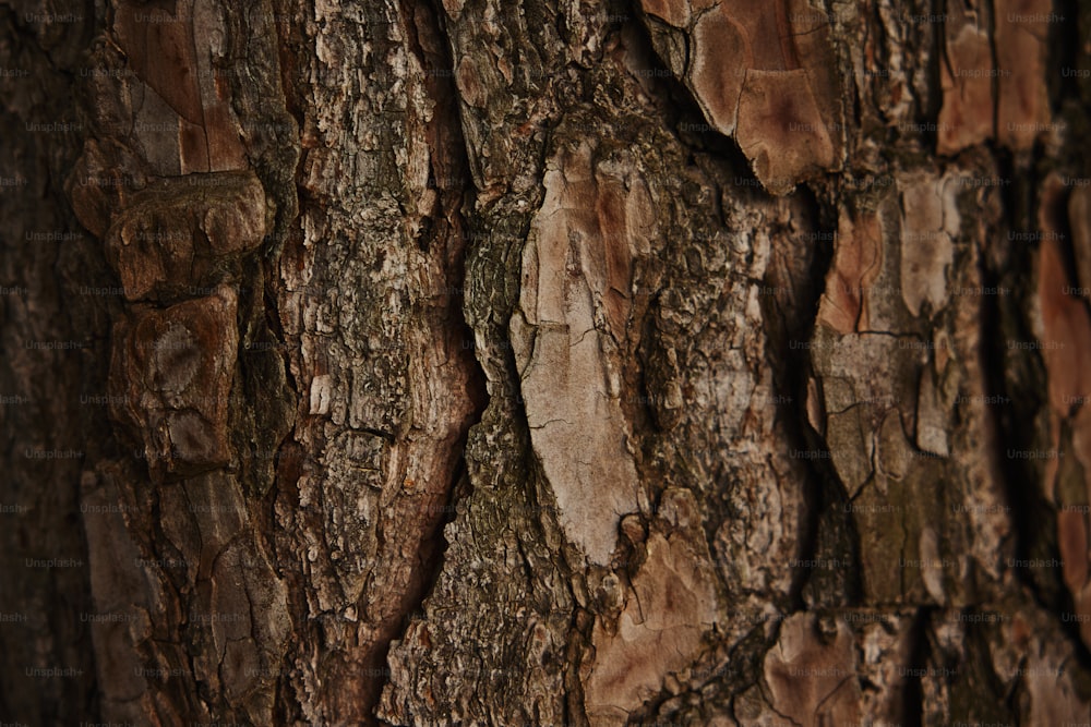 um close up da casca de uma árvore