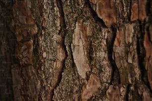 a close up of the bark of a tree