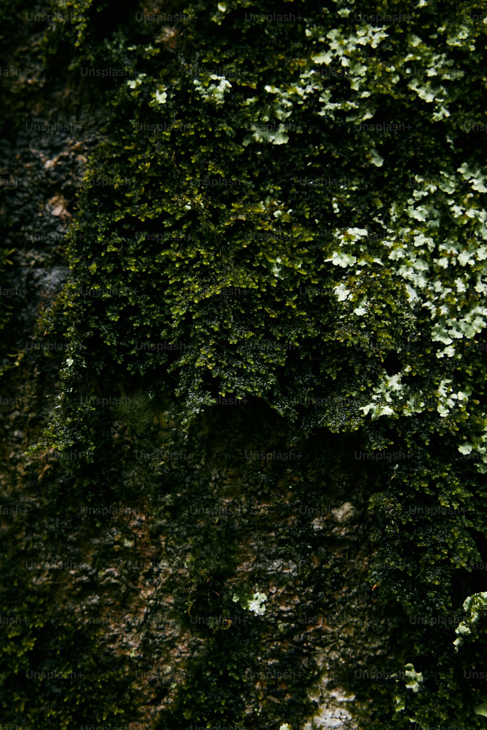 Un primer plano de una pared cubierta de musgo
