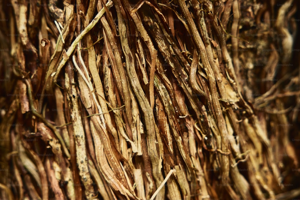 a close up of a bunch of sticks
