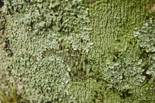 a close up of a mossy tree trunk