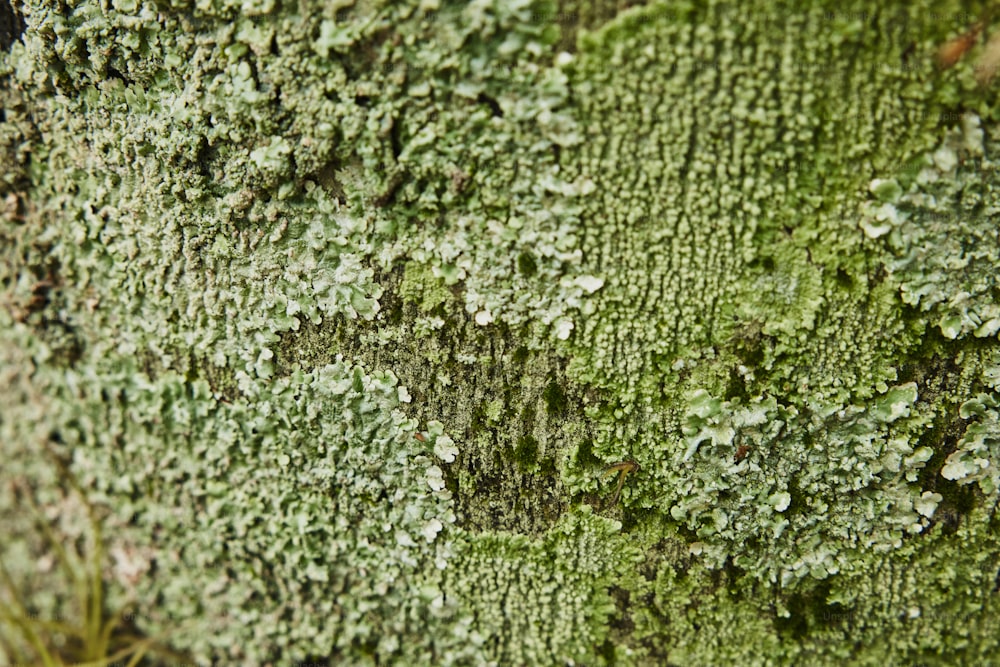 a close up of a mossy tree trunk