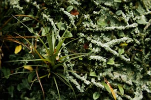 a close up of a mossy tree trunk