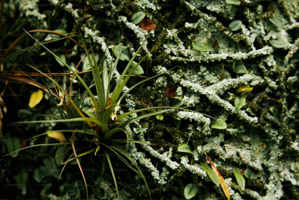 a close up of a mossy tree trunk