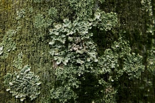 a close up of a tree with moss growing on it