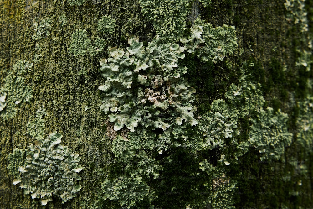 苔が生えている木の接写