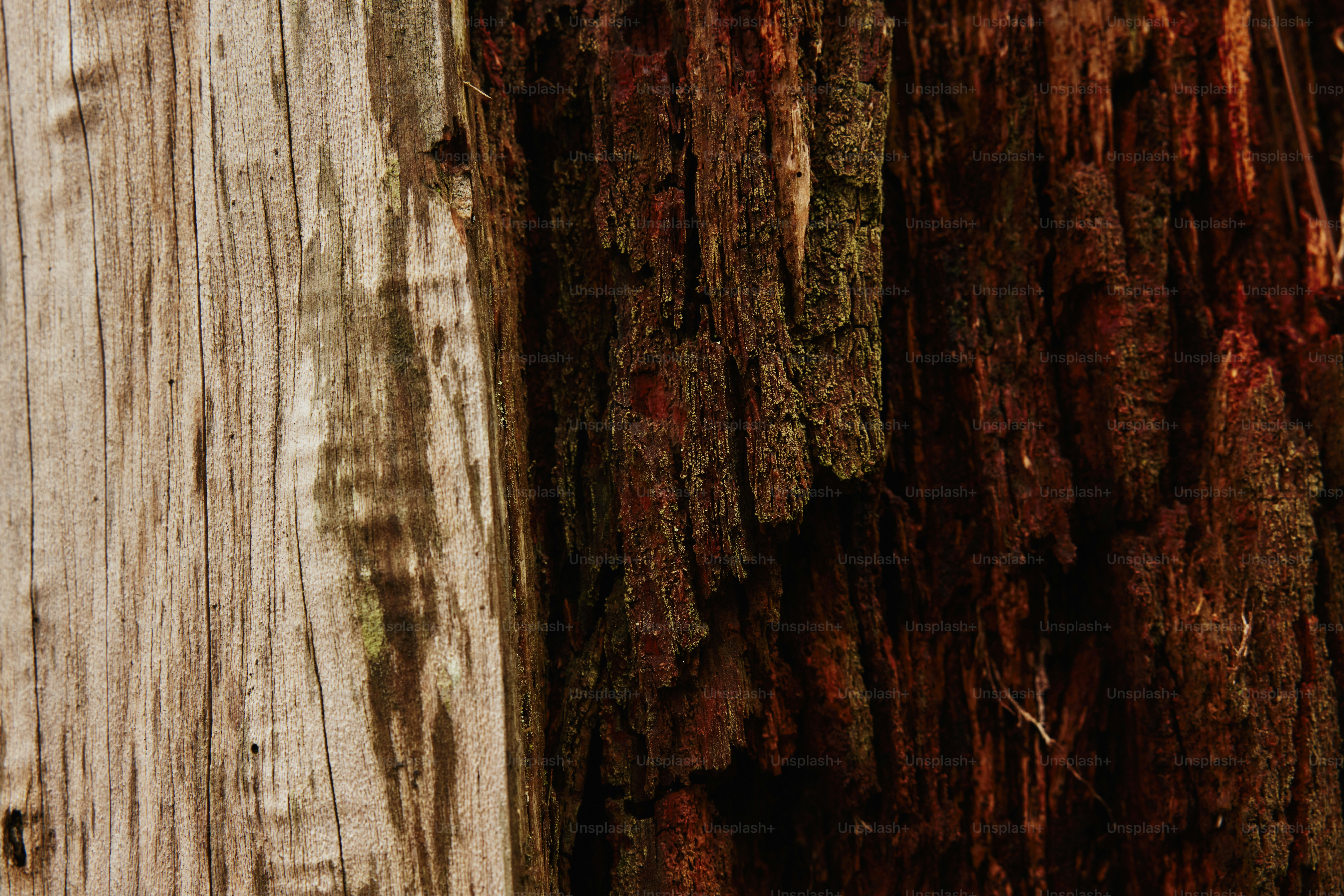 a close up of the bark of a tree