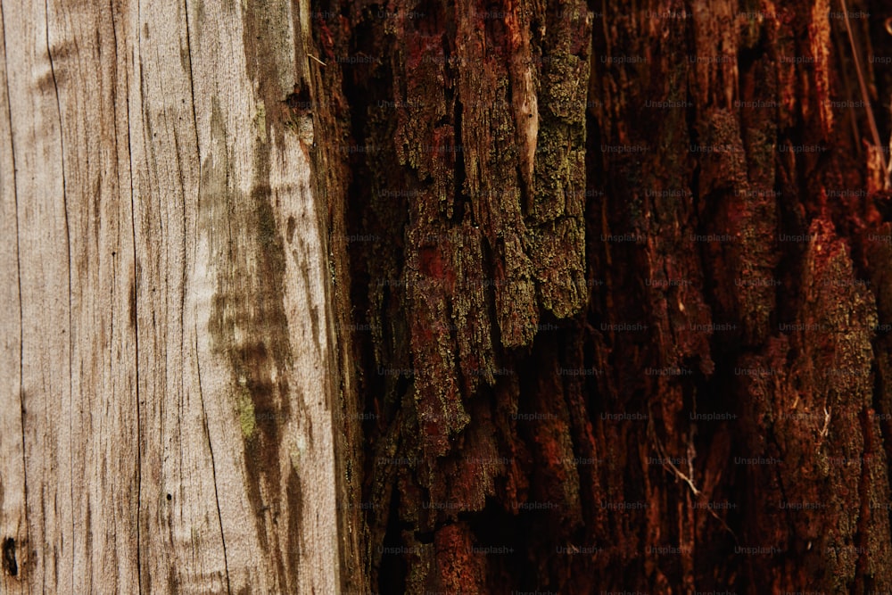 a close up of the bark of a tree