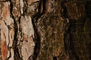 a close up of the bark of a tree