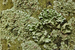 a close up of a tree with moss growing on it