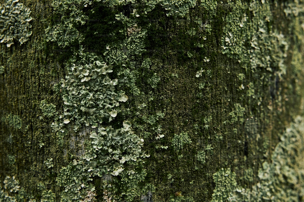 Un primo piano di un albero con muschio che cresce su di esso