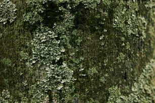 a close up of a tree with moss growing on it