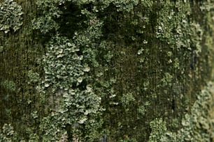 Un primer plano de un árbol con musgo creciendo en él