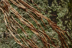 덩굴이 있는 나무 줄기의 클로즈업