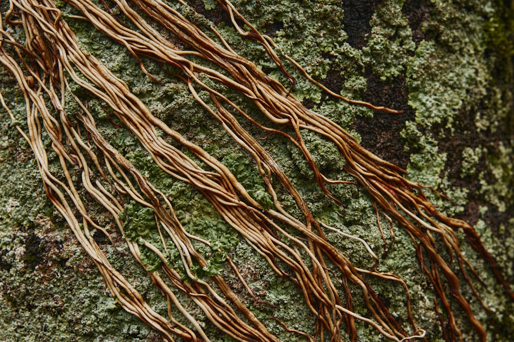 a close up of a tree trunk with vines on it