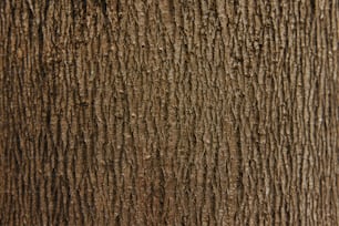 a close up of the bark of a tree