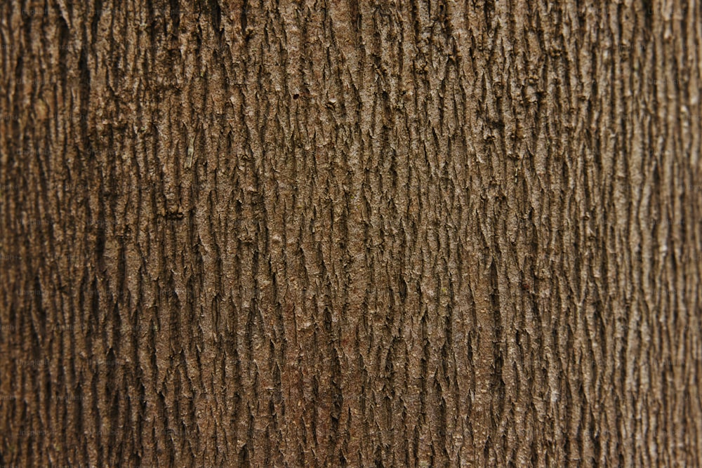 a close up of the bark of a tree