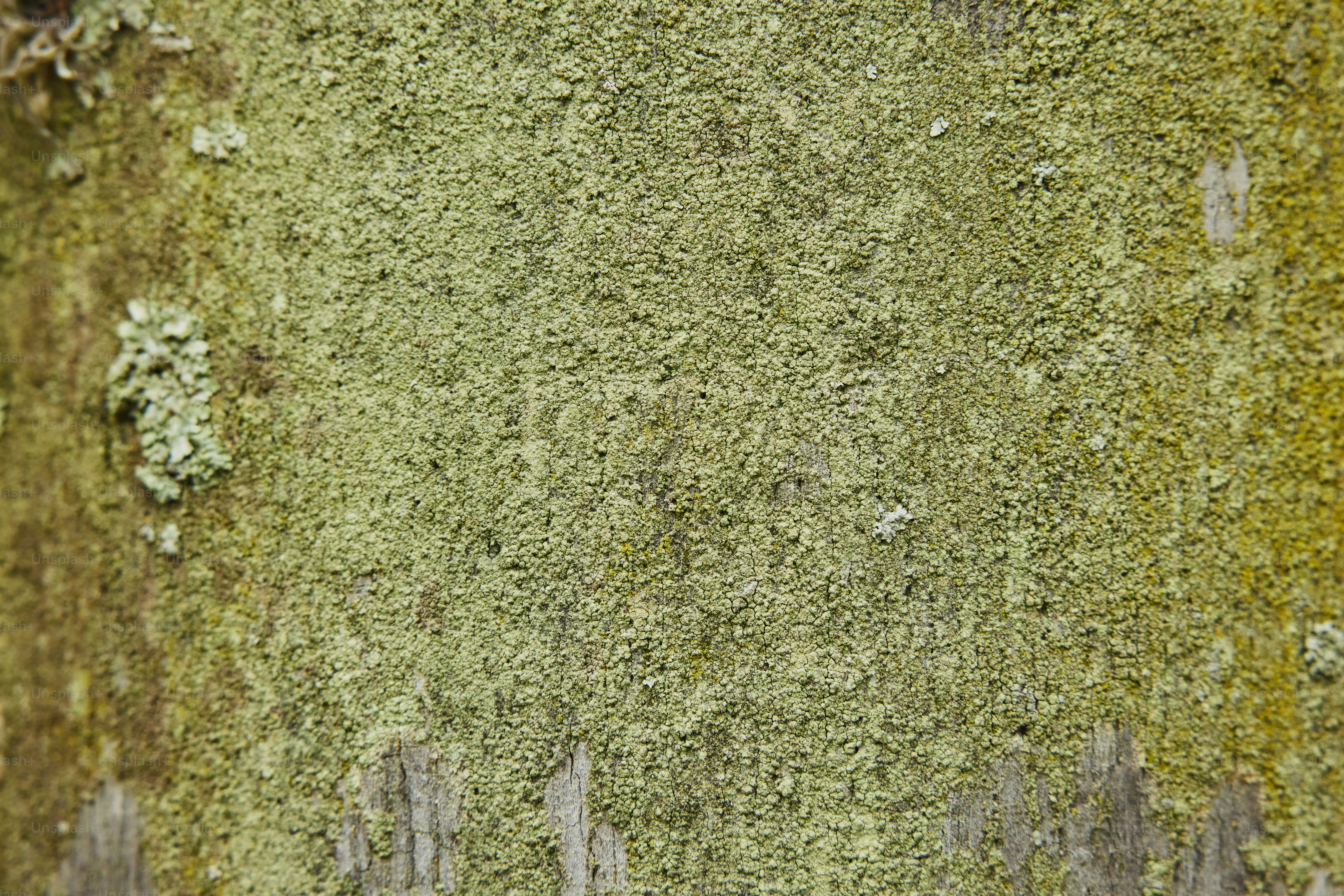 a close up of a moss covered wall