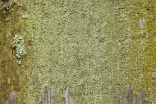 Eine Nahaufnahme einer moosbedeckten Wand