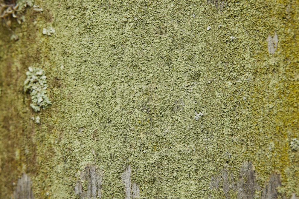 a close up of a moss covered wall