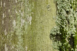 un primo piano di un albero con muschio verde che cresce su di esso