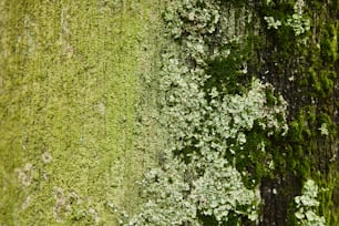 a close up of a tree trunk with moss growing on it