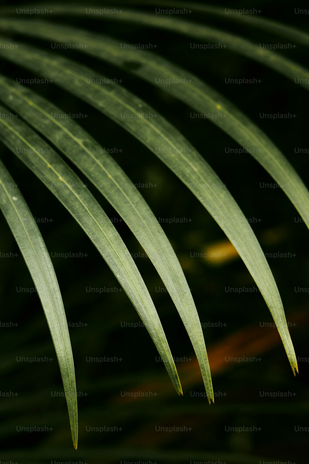 a close up of a palm leaf with a blurry background