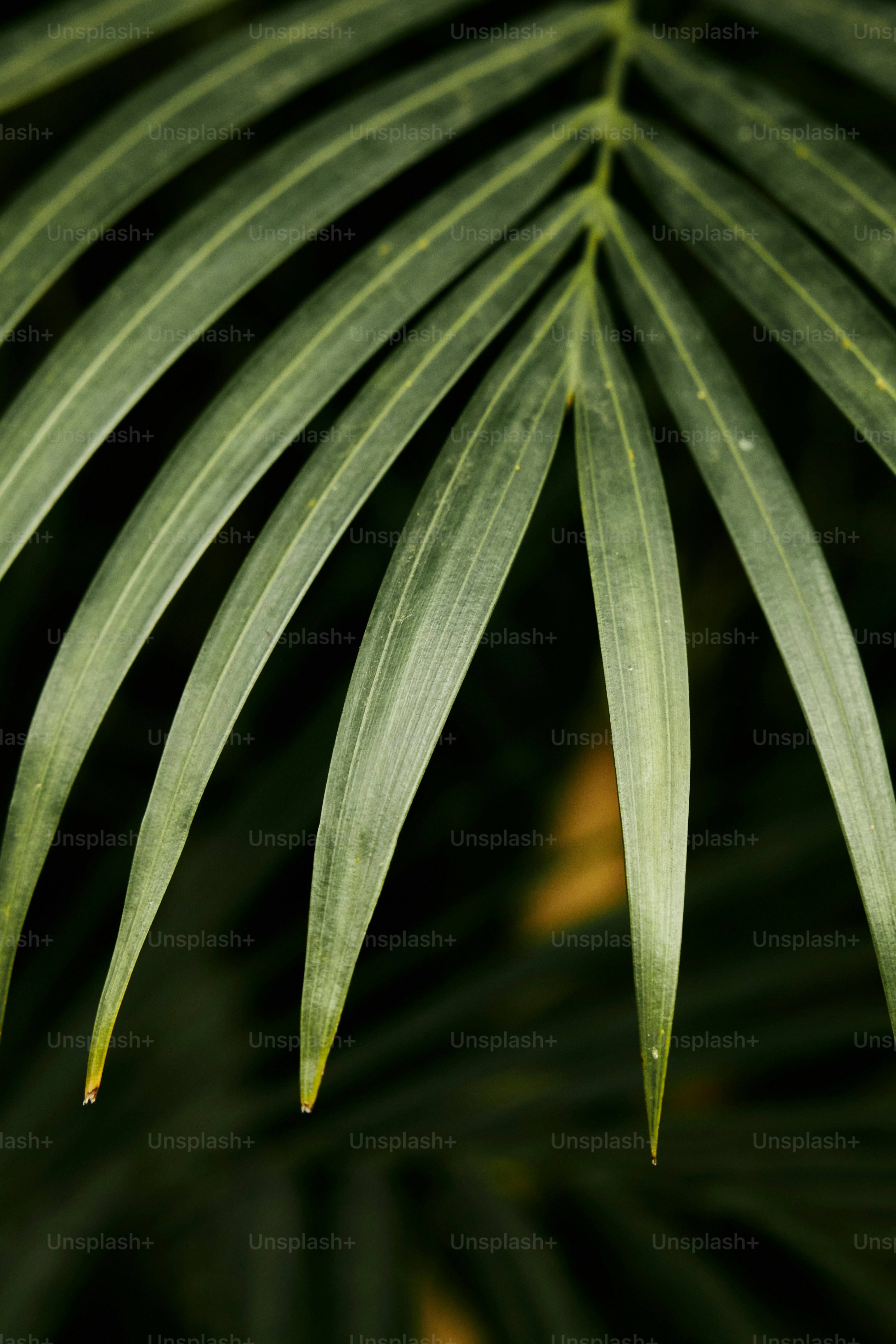 un primo piano di una grande foglia verde