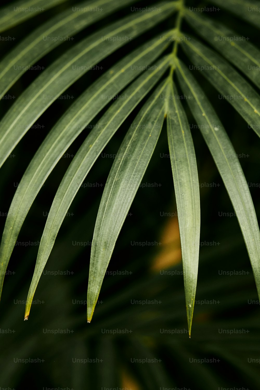 a close up of a large green leaf