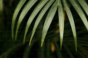 a close up of a green leaf of a palm tree