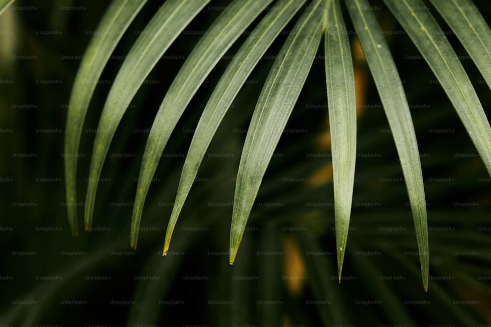 Un primer plano de una hoja verde de una palmera